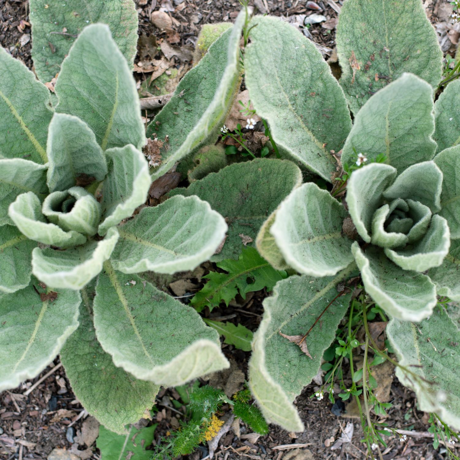 Mullein Blend Mullein Blend