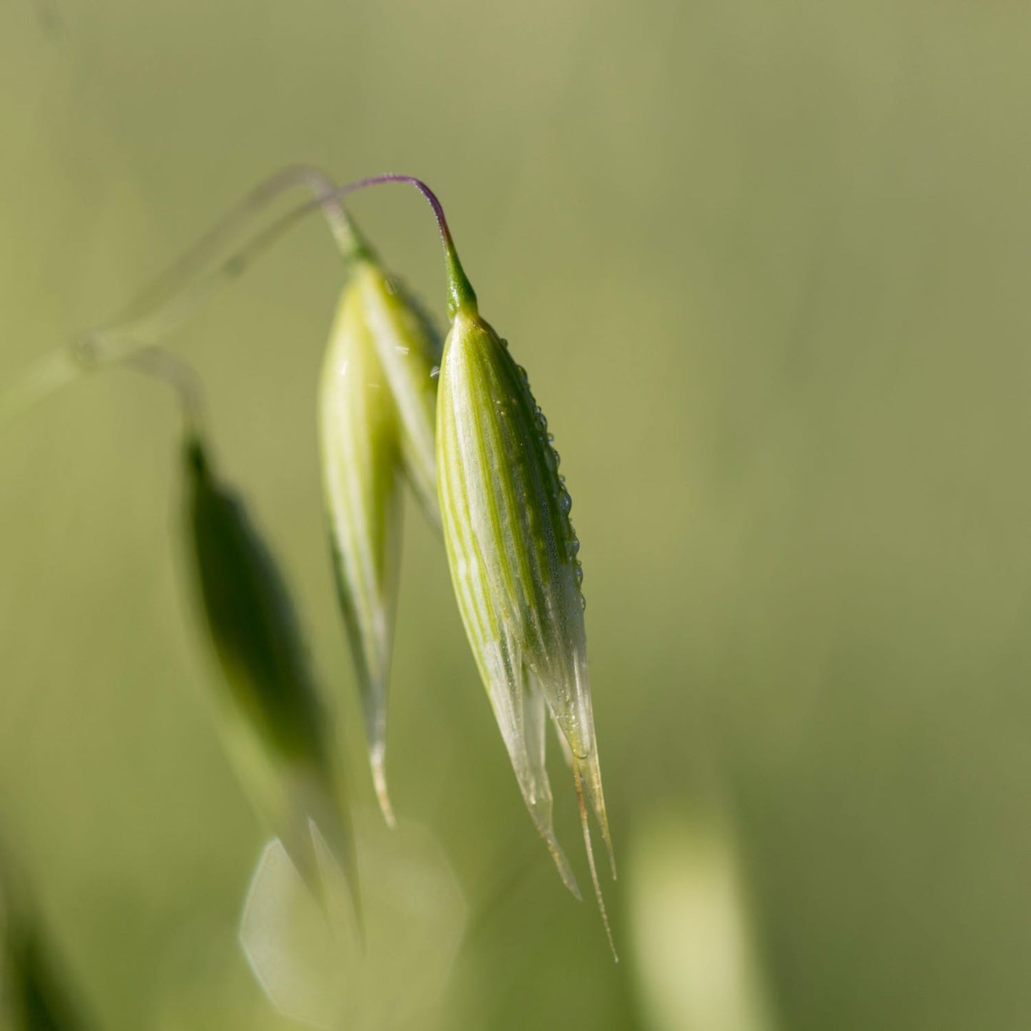 Oat Seed, Alcohol-Free