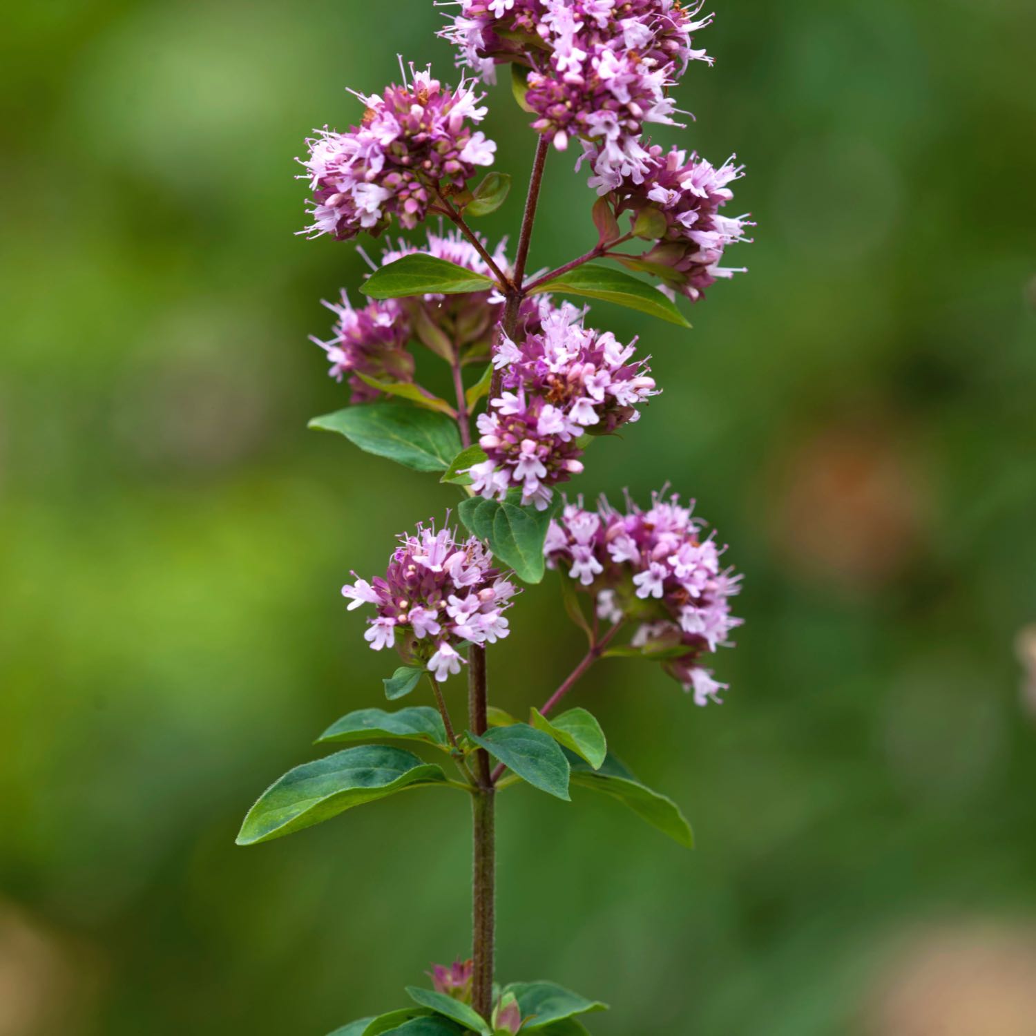 Oregano