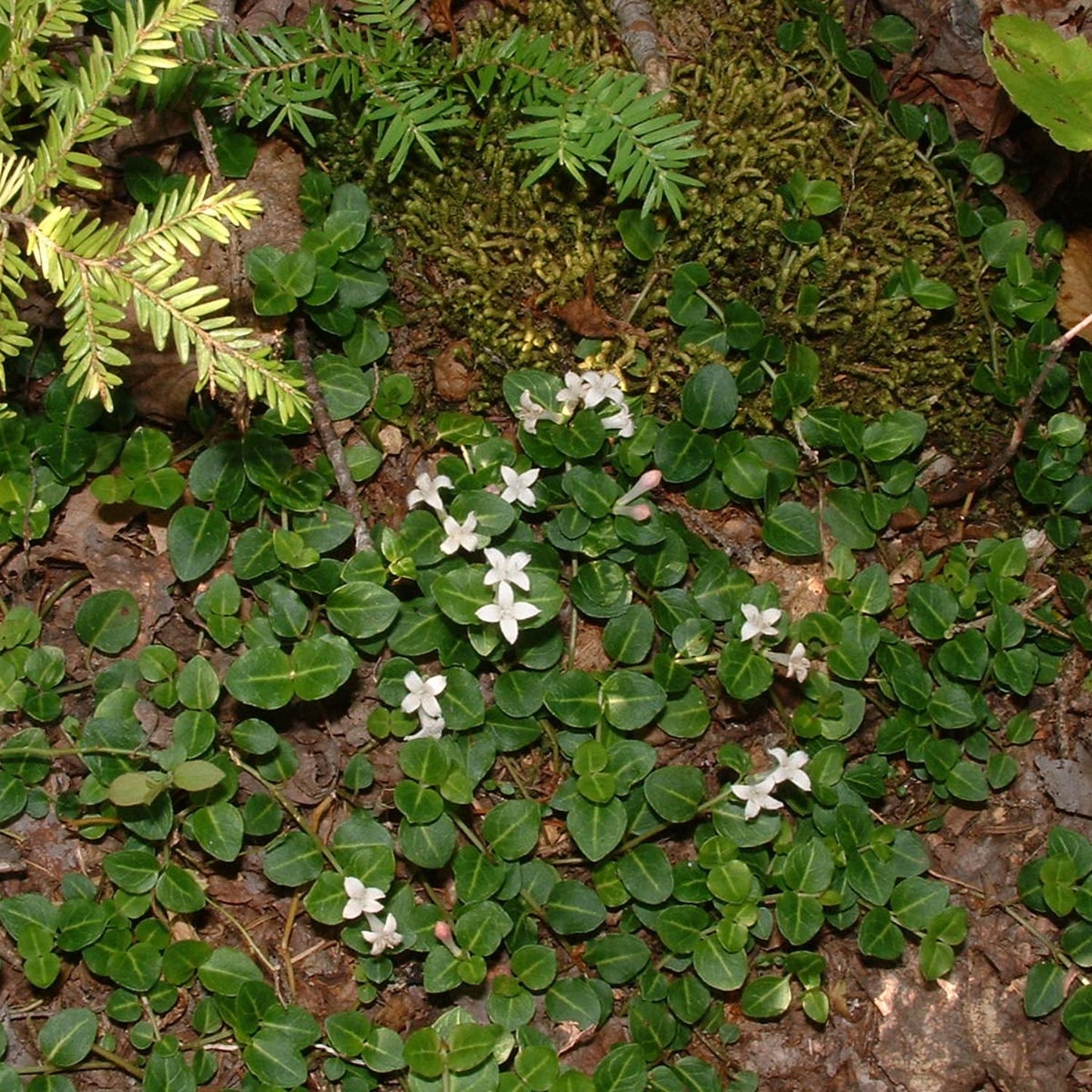 Partridge Berry