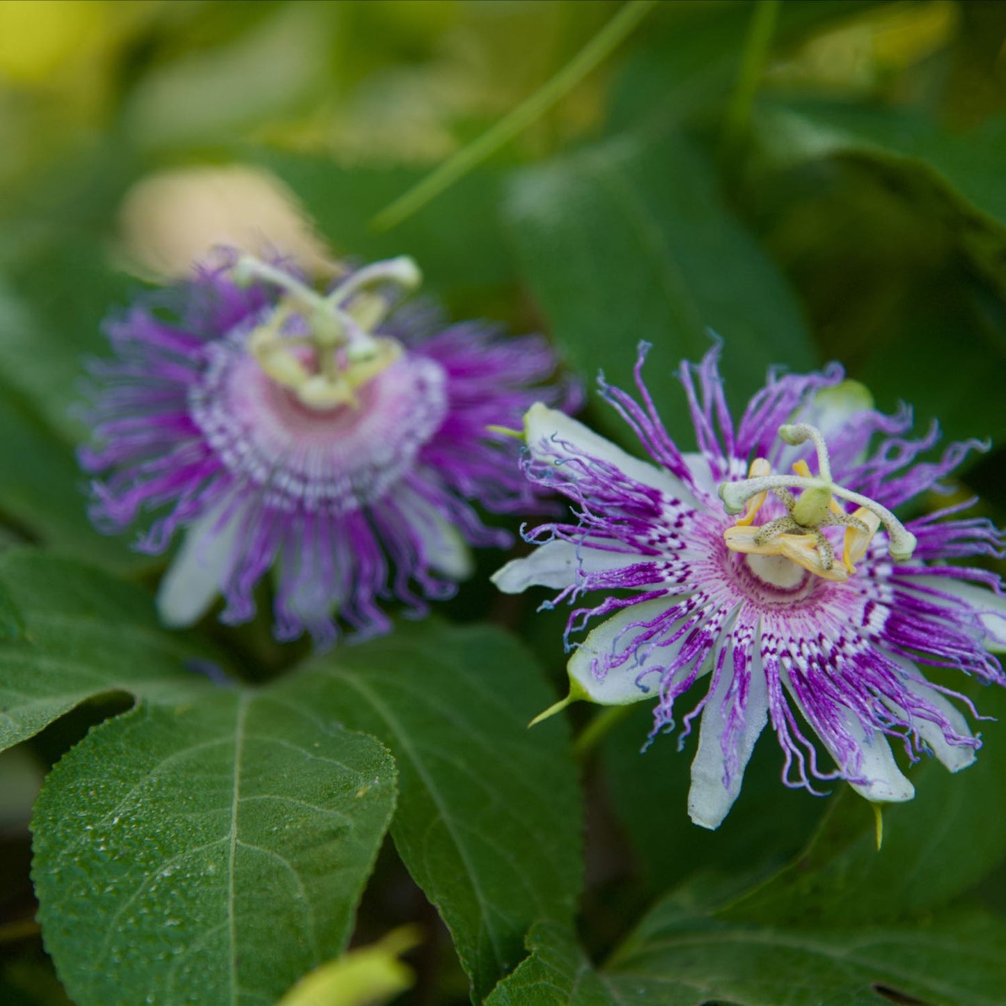 Hemp Passionflower Blend
