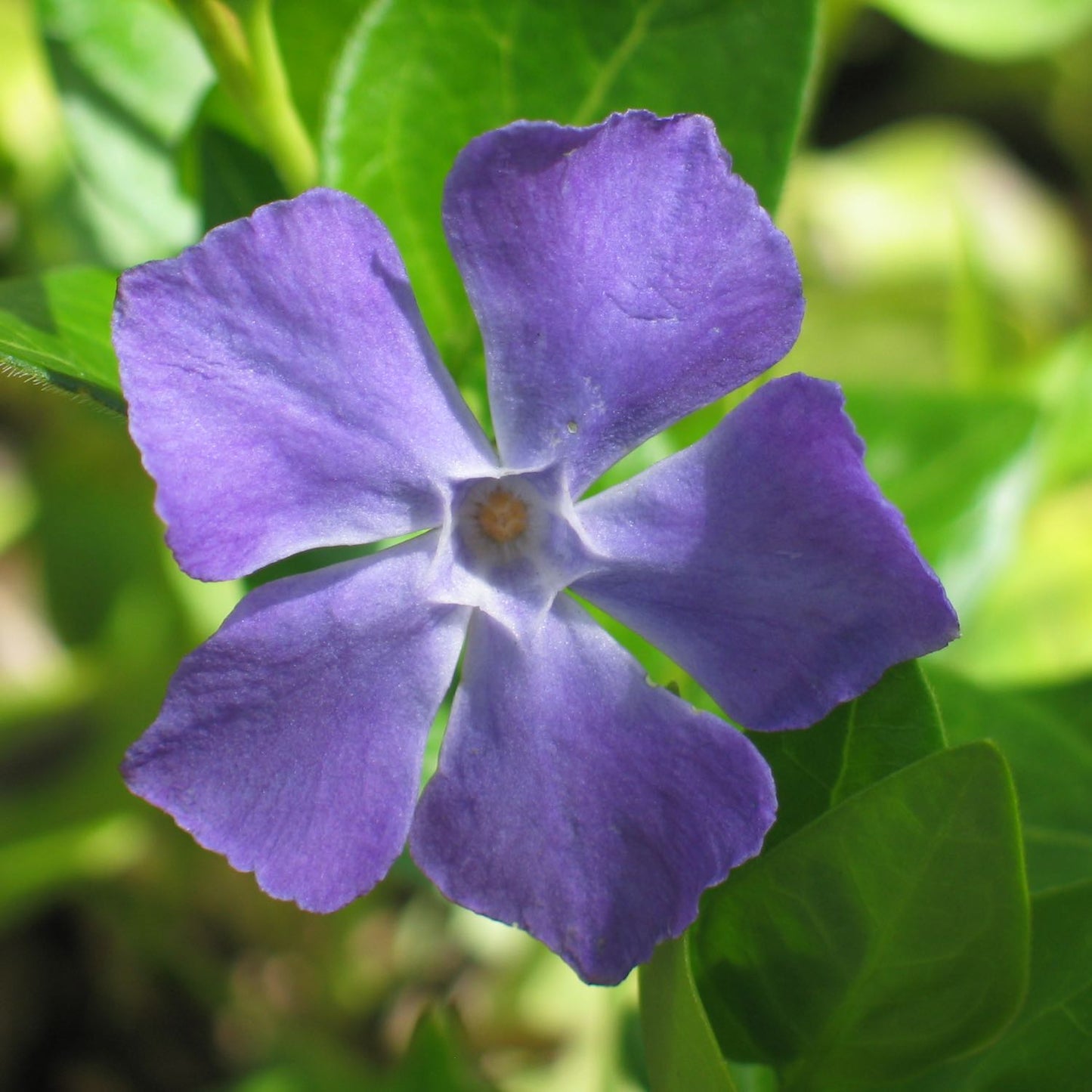 Periwinkle