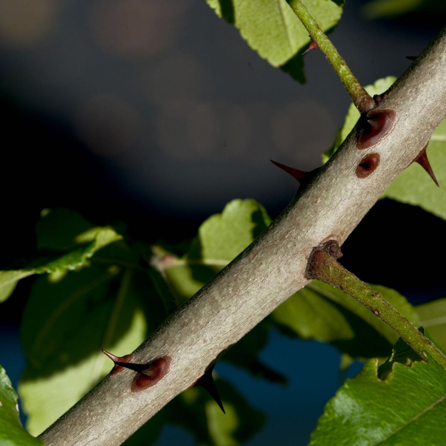 Prickly Ash