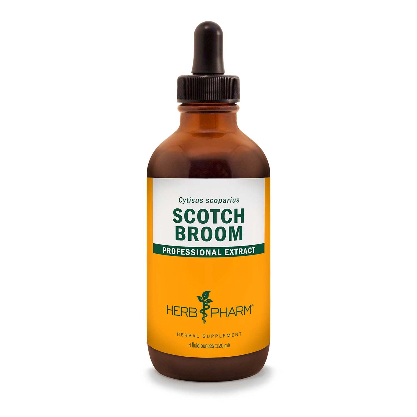 Scotch Broom