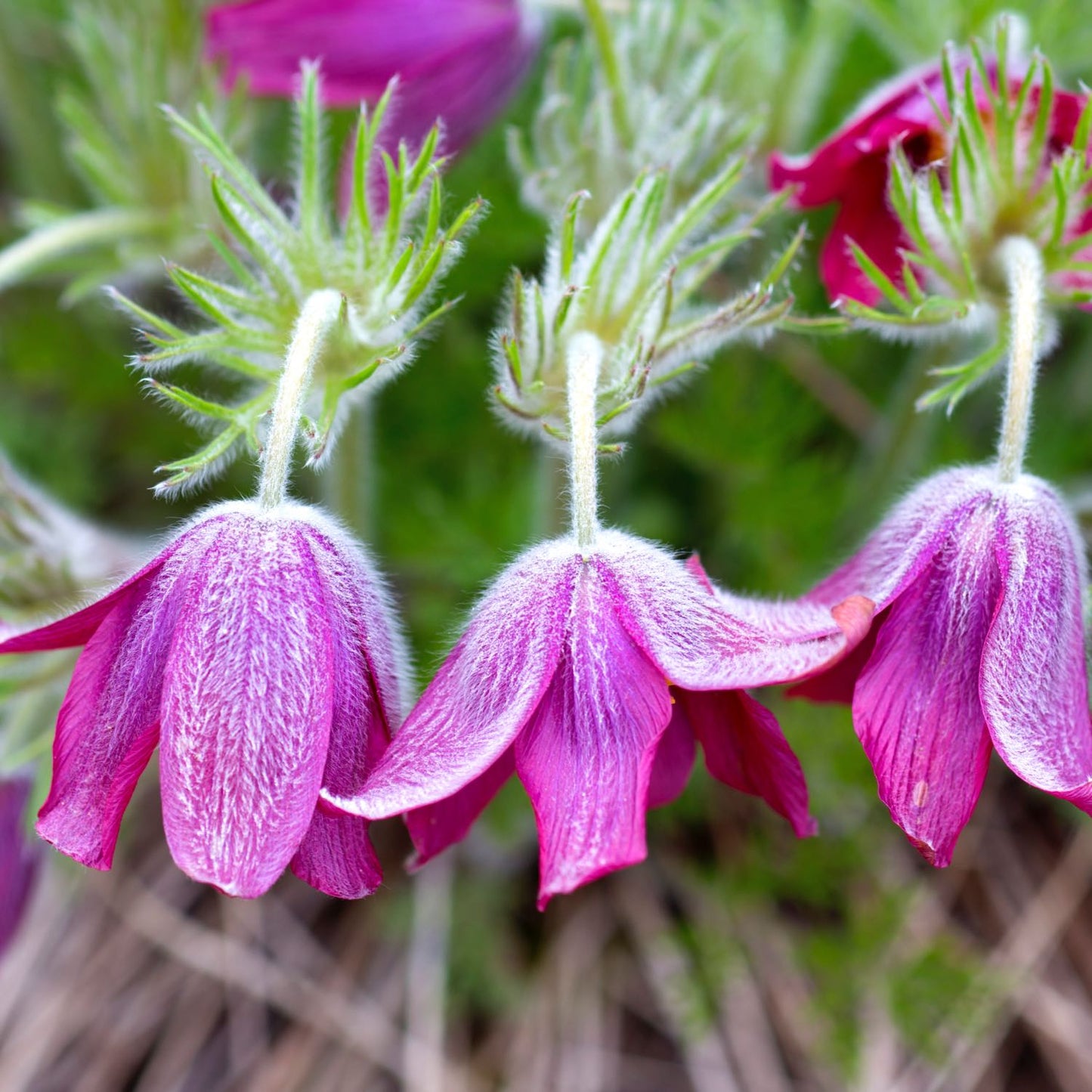 Pulsatilla