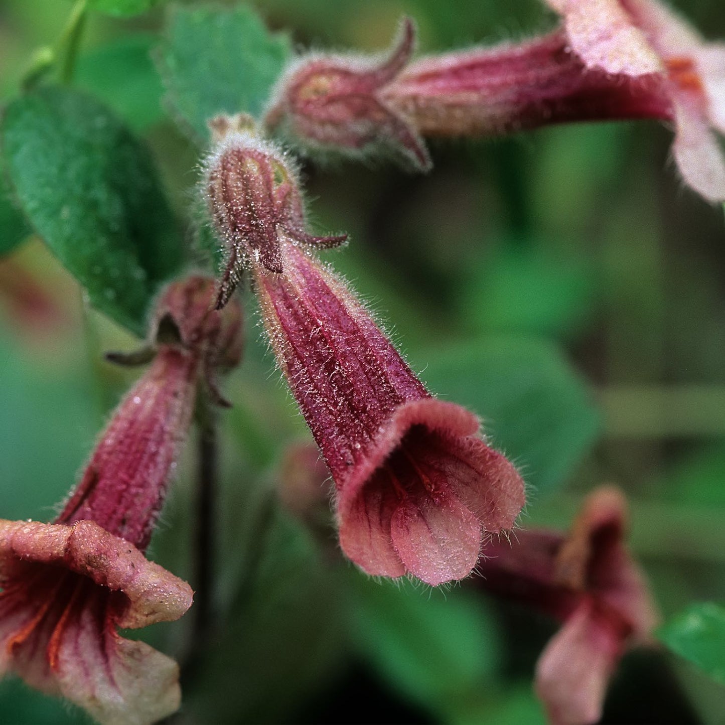 Rehmannia
