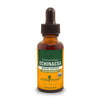 Echinacea