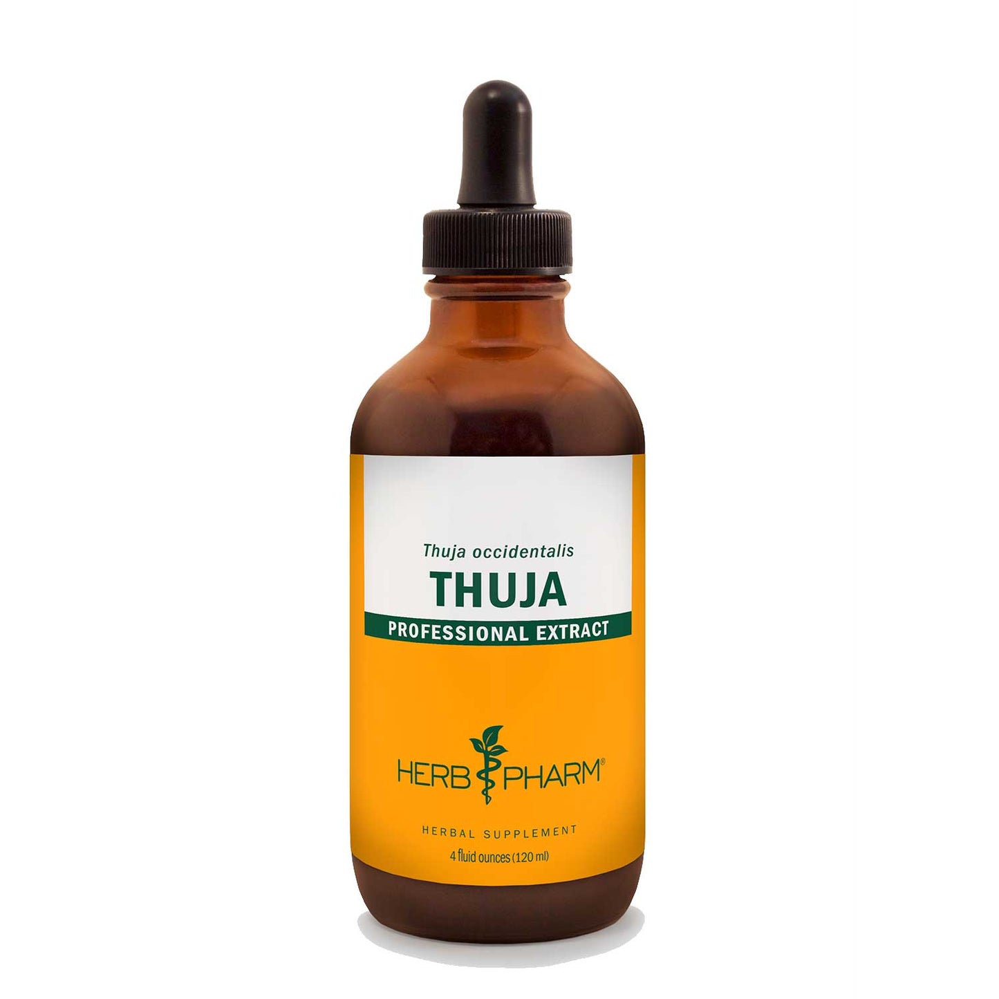 Thuja