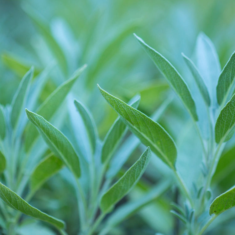 Kids Throat TLC™ Spray Herb Pharm