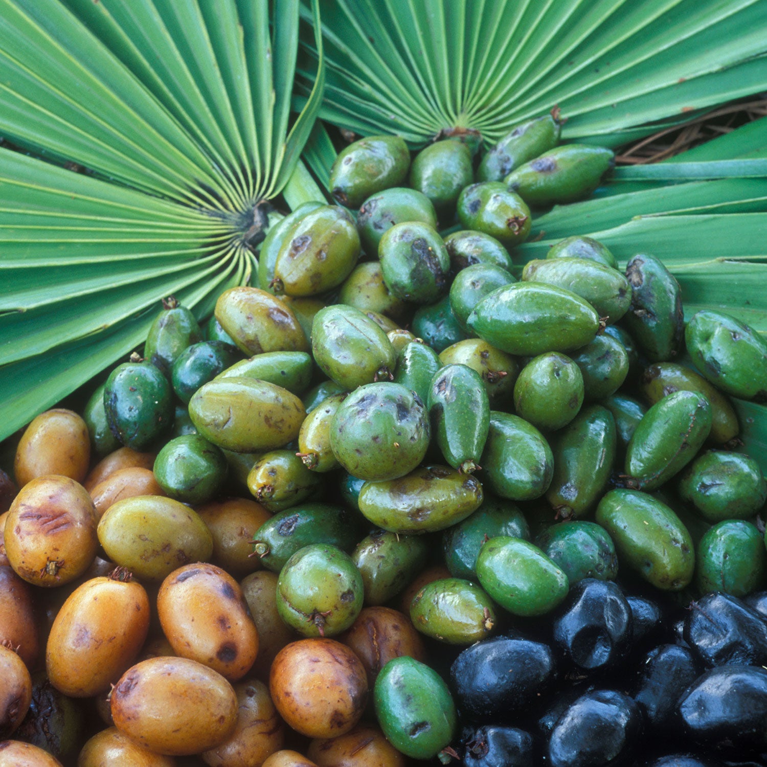 herbicide for saw palmetto Herb Pharm Saw Palmetto Extract (1 fl oz)