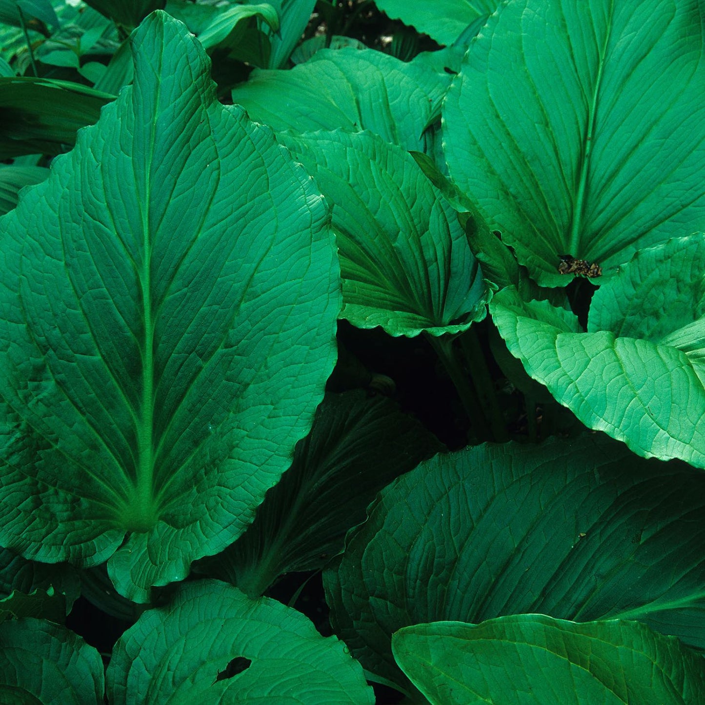 Skunk Cabbage