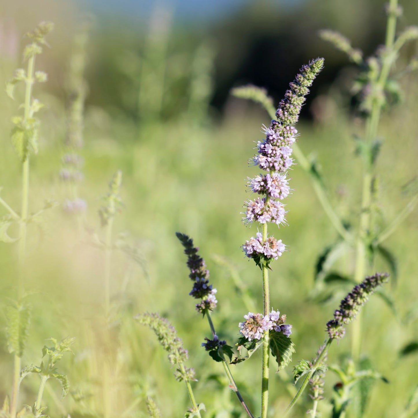 Breath Refresher™: Spearmint