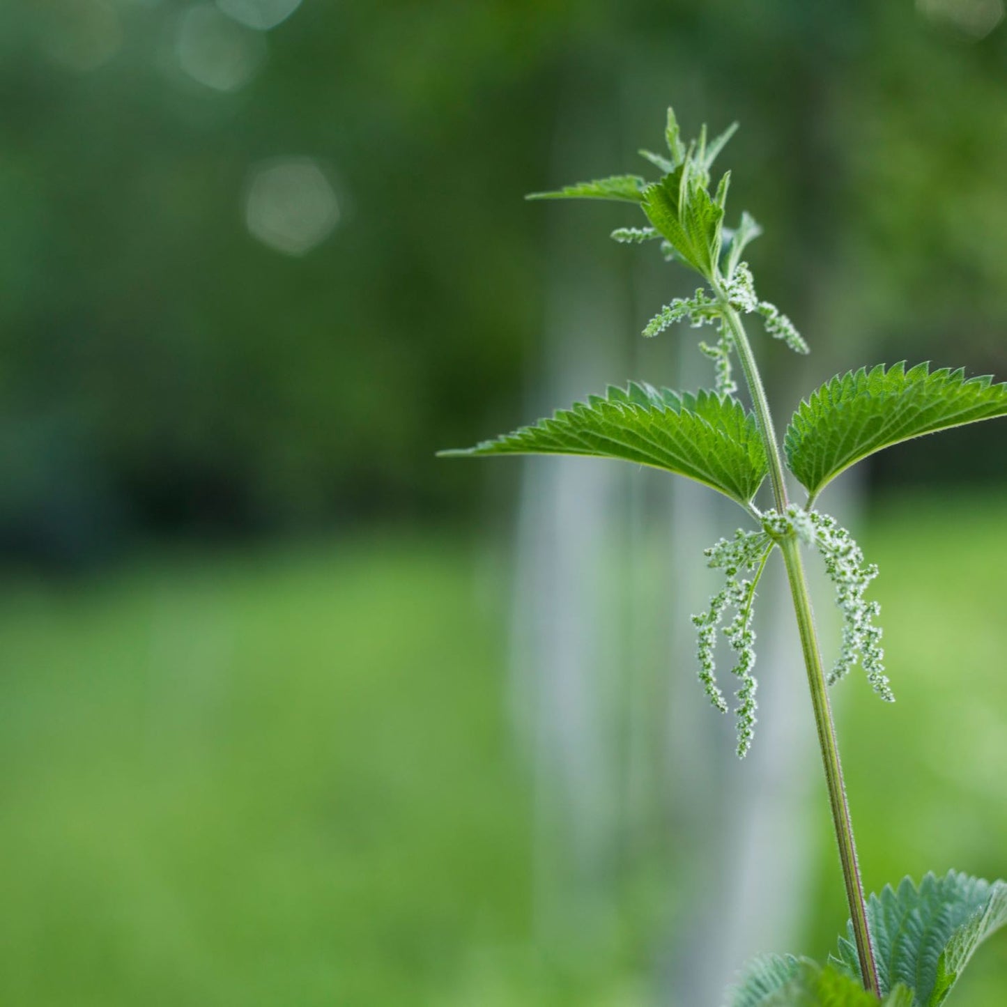 Stinging Nettle, Alcohol-Free