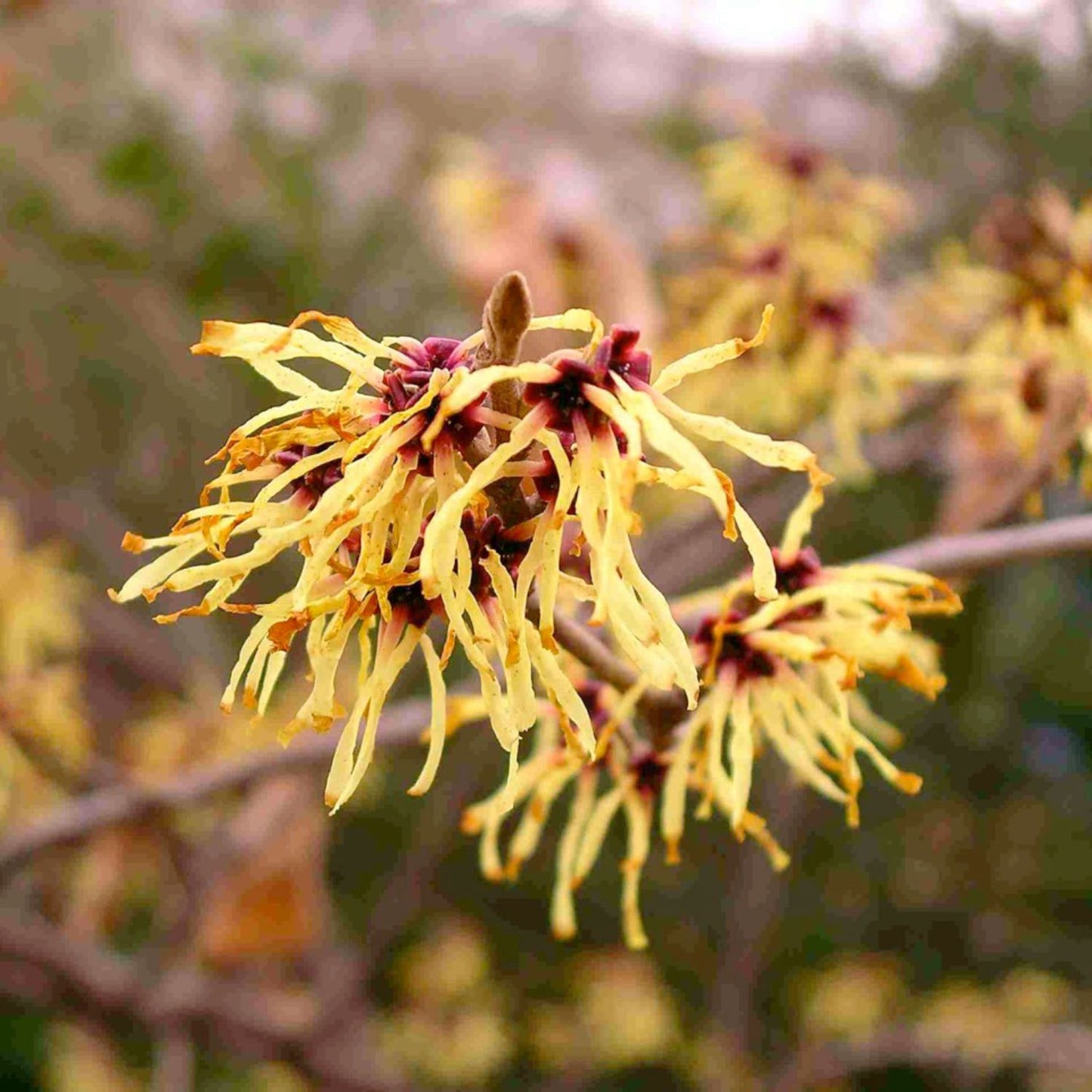 Witch Hazel
