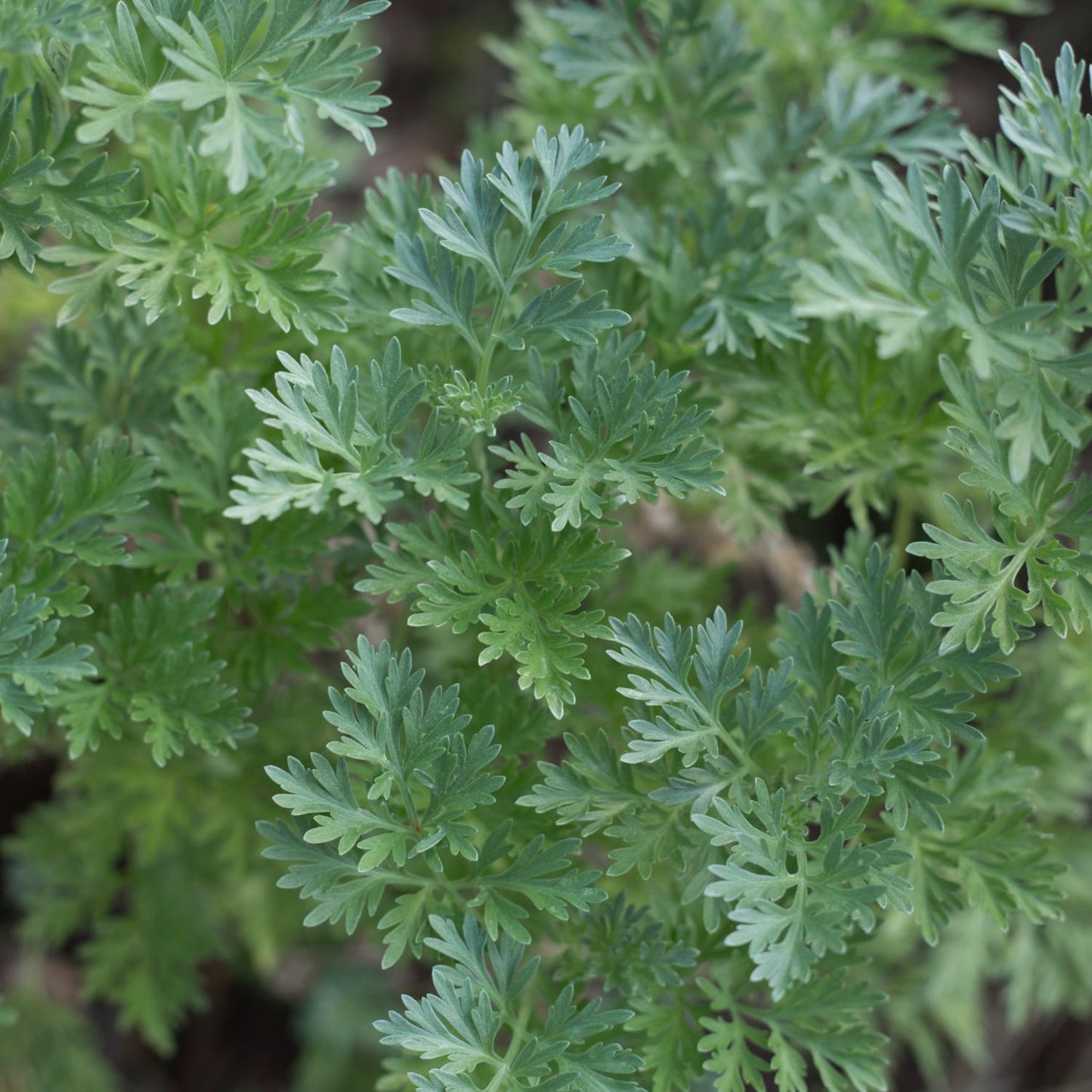 Wormwood