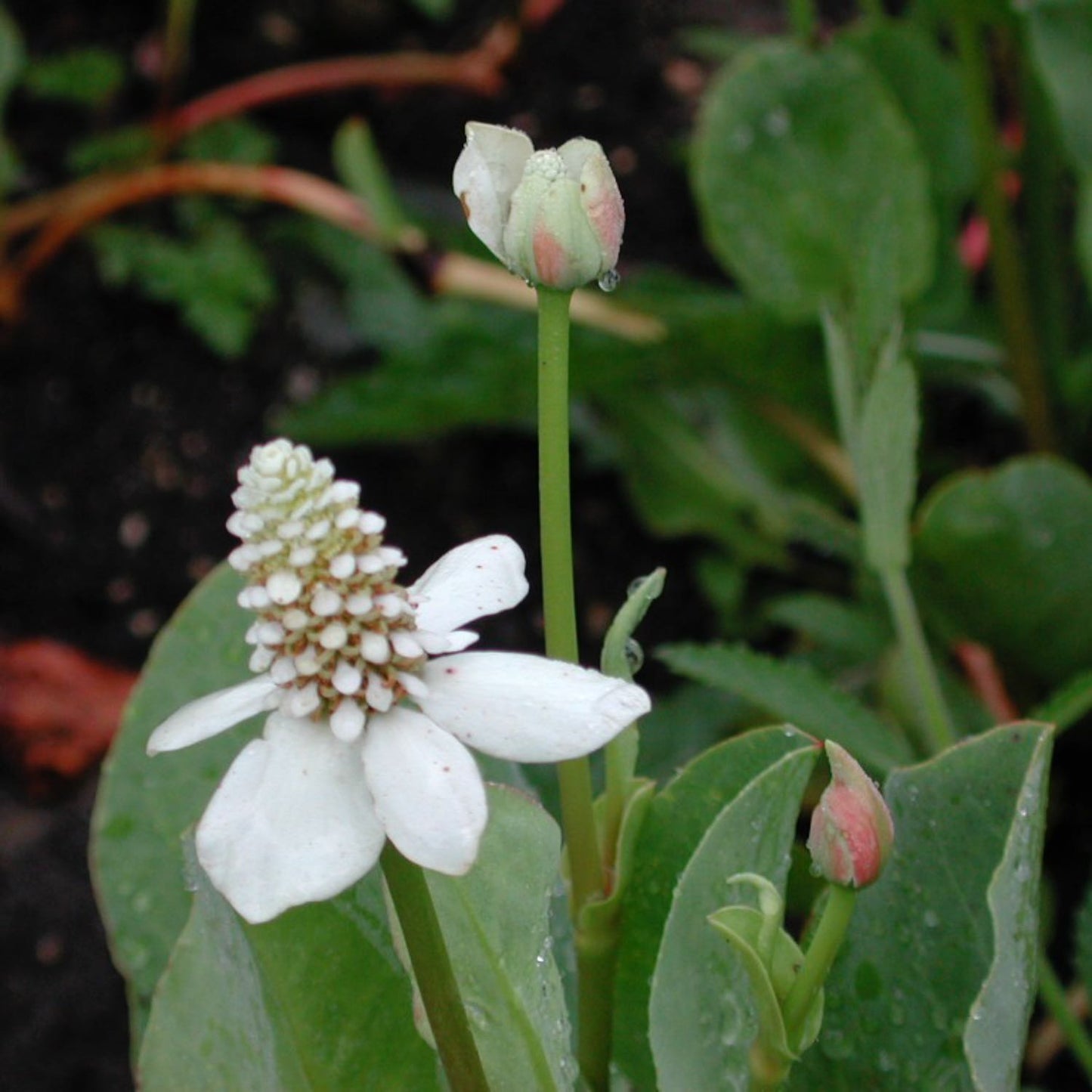 Yerba Mansa